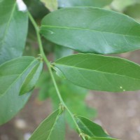 Capparis brevispina DC.